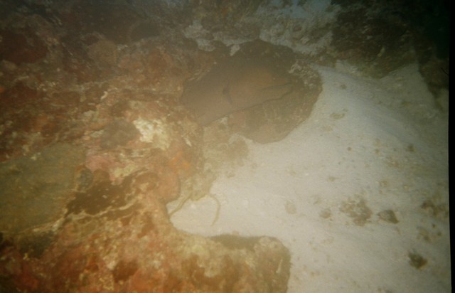Murena