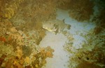 Pesce palla