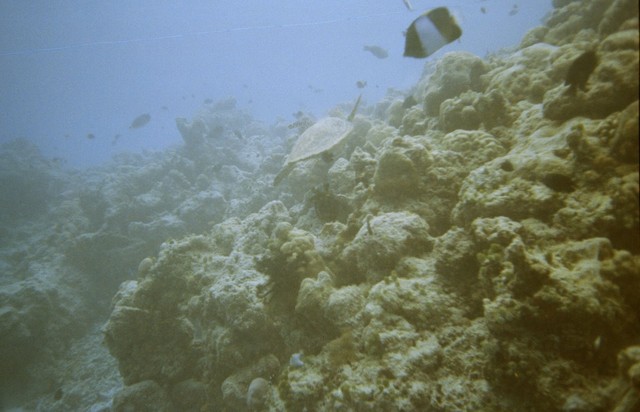 Turtle
