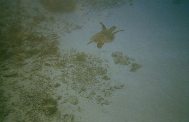 Turtlesnork