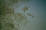Turtlesnork
