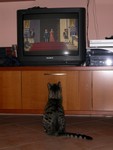 Quando arriva il gatto con gli stivali?