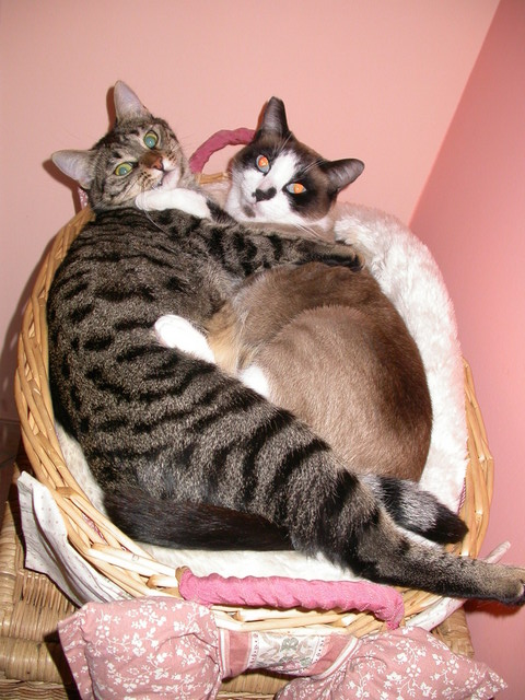 Beccati!