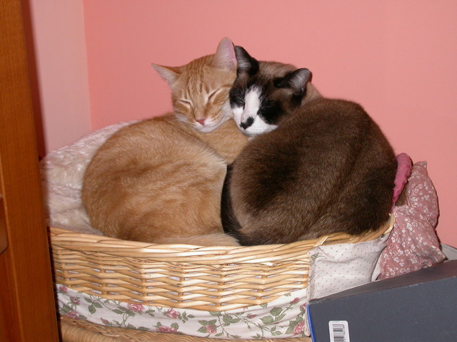 Cayenne e Chili