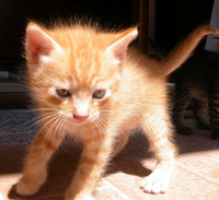 Copertina dell'Album: Gatti