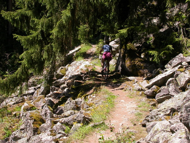 Stubai, sentiero nel bosco